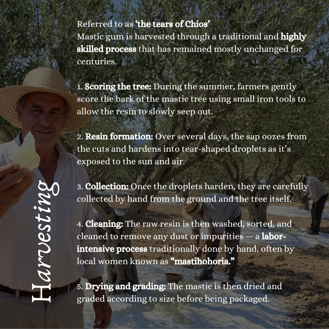 Pure Greek Chios Mastic Gum (Pistacia Lentiscus) - Small/Fine Crystals